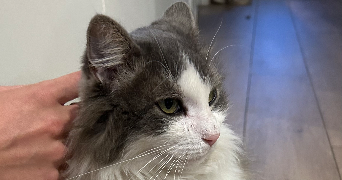 amélie pet sitter à ST MAUR DES FOSSES 94100_1