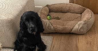lina pet sitter à PARIS 12 75012_1