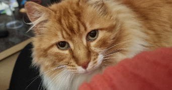 laure pet sitter à NORT SUR ERDRE 44390_1