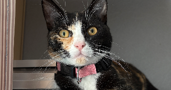 lamine pet sitter à PARIS 20 75020_6