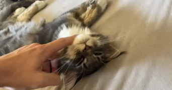 manon pet sitter à VANDOEUVRE LES NANCY 54500_5