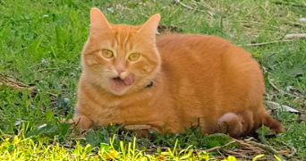 pauline pet sitter à HAUTE EPINE 60690_5