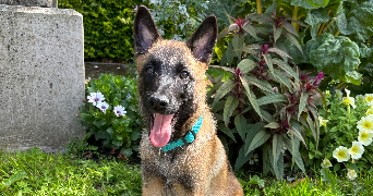 louise-anne pet sitter à HONFLEUR 14600_1