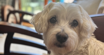 charline pet sitter à VILLEPARISIS 77270_3