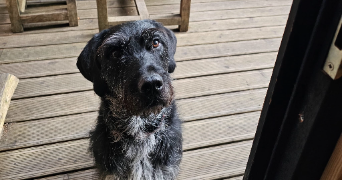lucie pet sitter à PARIS 11 75011_1