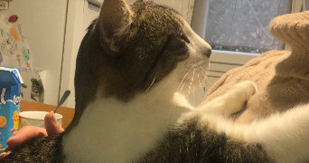 charlène pet sitter à LA REOLE 33190_2