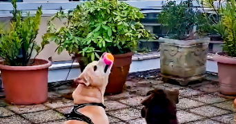 marine pet sitter à PARIS 20 75020_8