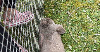 adriana pet sitter à SARAN 45770_5