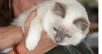 angélique pet sitter à AUBIAT 63260