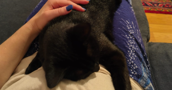 kamilla pet sitter à BEZONS 95870_2