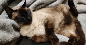 elodie pet sitter à VILLENAVE D ORNON 33140_3