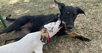 sandrine pet sitter à ST ORENS DE GAMEVILLE 31650_10