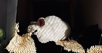 léonie pet sitter à DAMMARTIN EN GOELE 77230_2