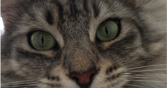 tasha pet sitter à MONT ST AIGNAN 76130_1