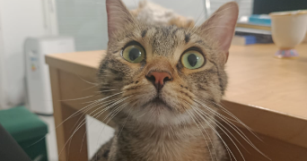 rachel pet sitter à MONTPELLIER 34000_8