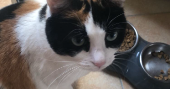 agathe pet sitter à OFFRANVILLE 76550_1