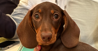 léna pet sitter à LEOGNAN 33850_3
