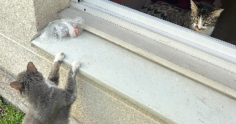 tyla pet sitter à COURBEVOIE 92400_0