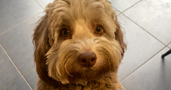 jade pet sitter à MARSEILLE 02 13002_1