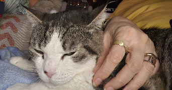 valerie pet sitter à Montpellier 34070_8
