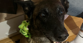 paradis pet sitter à DAGNEUX 01120_1