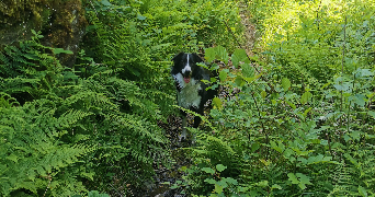 anais pet sitter à ALBERTVILLE 73200_5