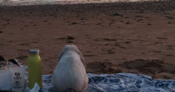 cédrine pet sitter à CAEN 14000_0