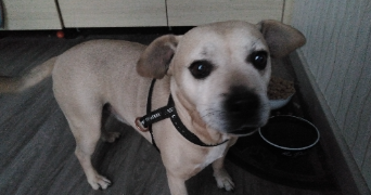quentin pet sitter à BONNY SUR LOIRE 45420_2