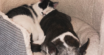 camille pet sitter à LYON 04 69004_2