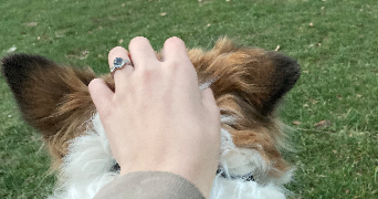 samantha pet sitter à NEUFMOUTIERS EN BRIE 77610_3