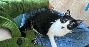 alice pet sitter à NANTES 44000_4