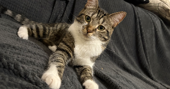 léa  pet sitter à AZAY LE BRULE 79400_1