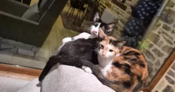 laëtitia pet sitter à GAHARD 35490