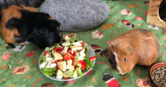 lisa pet sitter à ST MICHEL SUR ORGE 91240_0