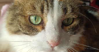zofia pet sitter à SURESNES 92150_0