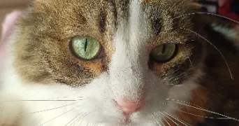 zofia pet sitter à SURESNES 92150
