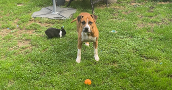 jade pet sitter à MERICOURT 62680_1