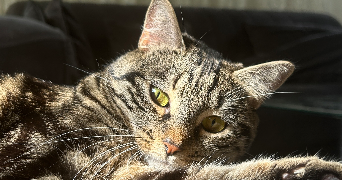 dilara pet sitter à HAYANGE 57700_1