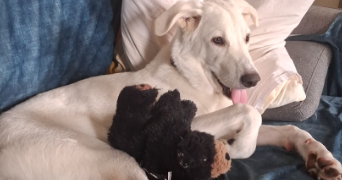 gwenaëlle pet sitter à PORTIRAGNES 34420_2