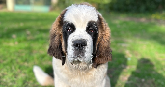 margaux pet sitter à CROIX MARE 76190_2