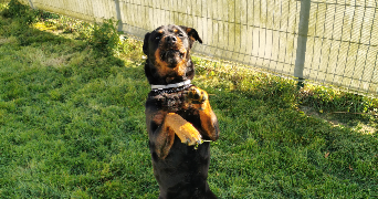 sandra pet sitter à ST CARREUC 22150_2