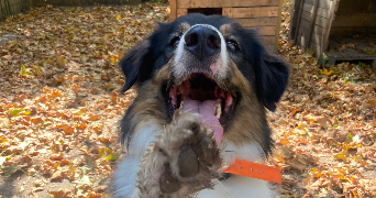 lola pet sitter à ST GENIS LES OLLIERES 69290_5