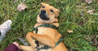 edwige pet sitter à PALAISEAU 91120_2