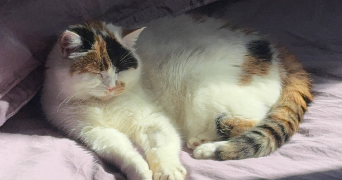 laurine pet sitter à STE GENEVIEVE DES BOIS 91700_3