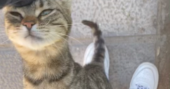 sarah pet sitter à ROUEN 76000_1