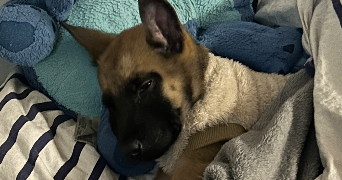 ken pet sitter à PARIS 09 75009_2