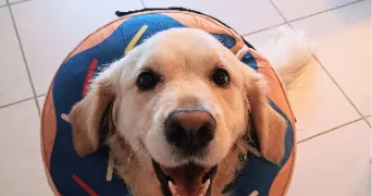 delphine pet sitter à TOULOUSE 31200