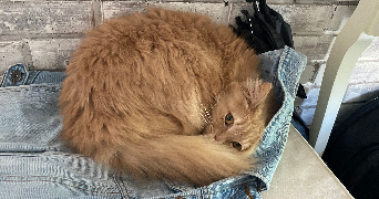 EMELINE pet sitter à Reims 51100_7