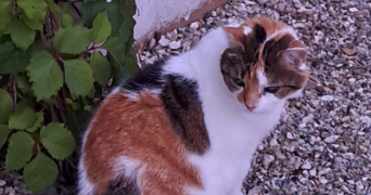 julie pet sitter à TOURS 37000_3