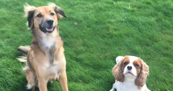 mallaury pet sitter à Saint-Martin-Des-Champs 29600_1